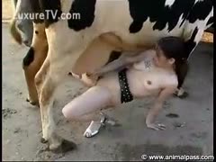 For the first time, a curious farm visitor is blowing and hammering a beast.